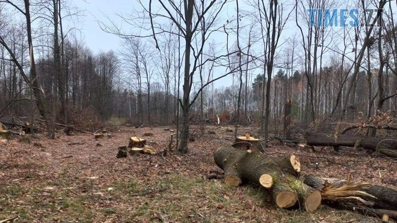 За незаконну порубку невідомими дерев різних порід Пулинській селищній раді доведеться сплатити майже 2 млн грн