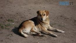 У Житомирі собака принесла в гаражний кооператив людську кінцівку: правоохоронці розслідують моторошне вбивство