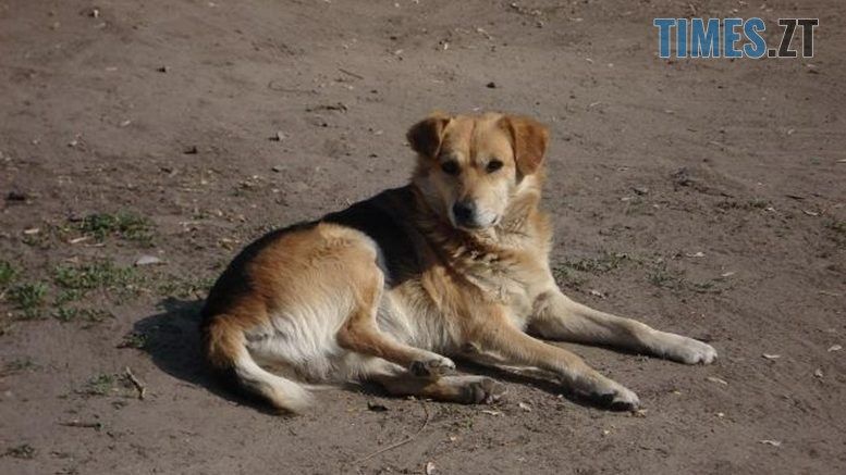 У Житомирі собака принесла в гаражний кооператив людську кінцівку: правоохоронці розслідують моторошне вбивство