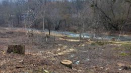 У Житомирі невідомі вирубали понад 100 дерев вздовж річки Кам`янки