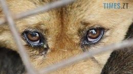 На Звягельщині правоохоронці розслдують факт жорстокого поводження з тваринами