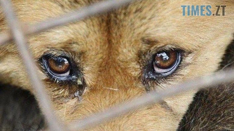 На Звягельщині правоохоронці розслдують факт жорстокого поводження з тваринами