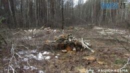 На Звягельщині двоє чоловіків здійснили незаконну порубку дерев на території одного з лісгоспів