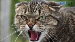 У селі під Житомиром введено карантин через сказ у домашнього кота