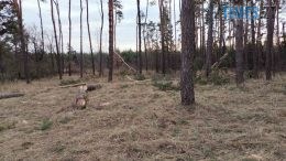 За незаконну порубку сосен четверо жителів Малинщини повинні сплатити близько 120 тисяч грн