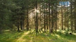 На Житомирщині за втручання прокуратури вдалося повернути державі з незаконної оренди 16 га землі лісового фонду