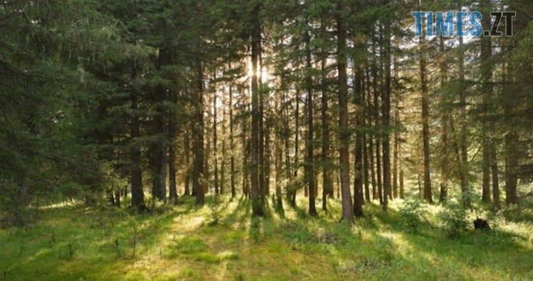 На Житомирщині за втручання прокуратури вдалося повернути державі з незаконної оренди 16 га землі лісового фонду