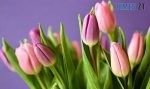 Віртуальні квіти: двох мешканців Житомирщини "флористи" ошукали на понад 28 тисяч гривень