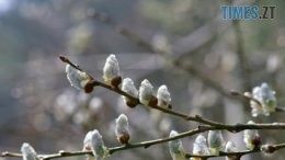 Перший тиждень весни на Житомирщині буде сухим та відносно теплим