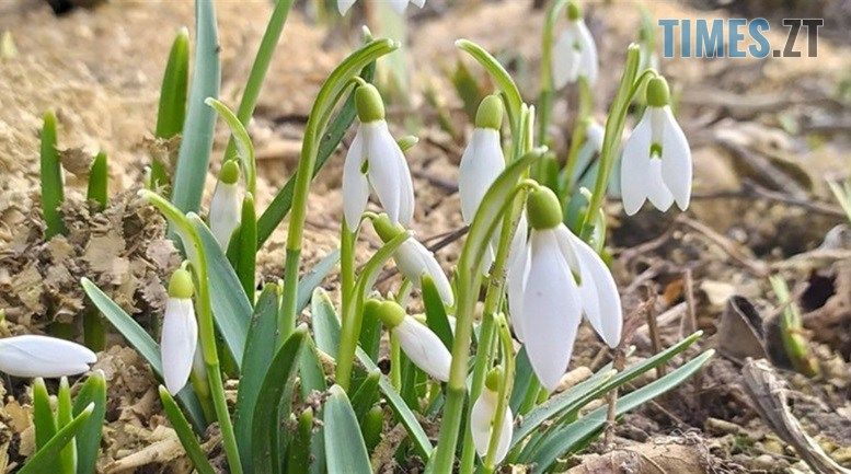 Синоптики розповіли, якими будуть перші весняні вихідні у житомирян