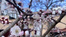 Місто весни: Житомир заполоняє цвітіння магнолій, абрикосів, нарцисів і тюльпанів