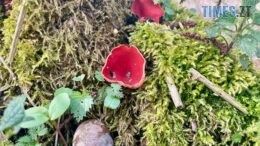 Саркосцифа червона або ельфійська чаша: на Житомирщині з’явилися перші весняні гриби