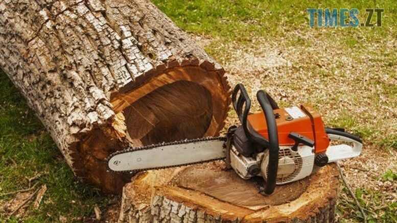 Відтепер у Житомирі власники будинків дерева у дворах будуть зрізати та кронувати самостійно