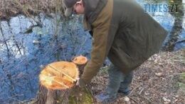 На Звягельщині невідомі незаконно зрубали 523 дерева різних порід