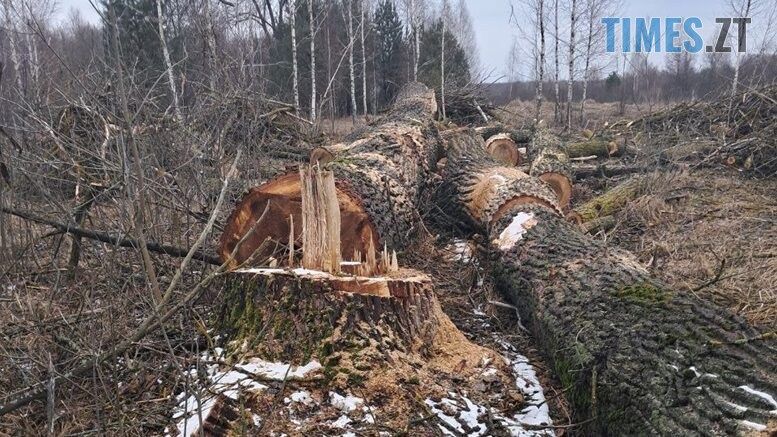 Понад півтора мільйона гривень за незаконну порубку тополь повинна сплатити Малинська міськрада