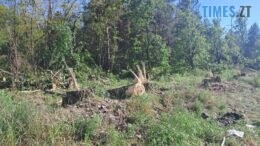 У Житомирському районі екологи виявили незаконну порубку 42 тополь