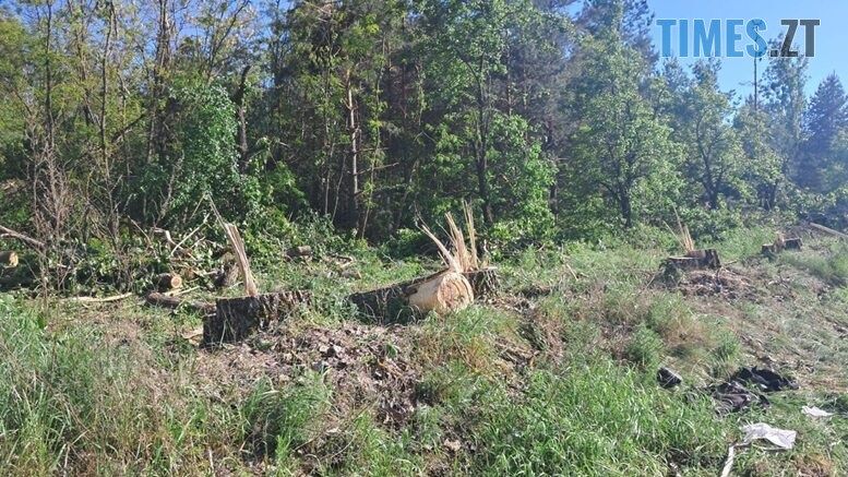 У Житомирському районі екологи виявили незаконну порубку 42 тополь