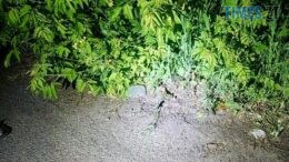 У ДТП на Овруччині постраждав 48-річний чоловік
