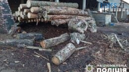 На Житомирщині перед судом постануть члени організованої групи, яка займалася контрабандою української сосни