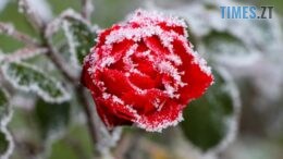 Вночі на Житомирщині очікуються заморозки