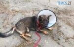У Житомирі психічно хворий чоловік зґвалтував собаку і залишив її помирати на вулиці