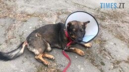 У Житомирі психічно хворий чоловік зґвалтував собаку і залишив її помирати на вулиці