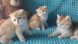 На Коростенщині придбання кота обернулося втратою заощаджень