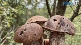 Лисички та білі: після рясних дощів у лісах Житомирщини з'являються гриби