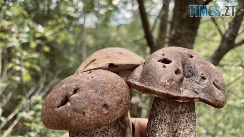 Лисички та білі: після рясних дощів у лісах Житомирщини з'являються гриби