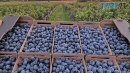 Житомиряни можуть «Підвісити ягоду», а фермери відвезуть лохину з поля військовим у госпіталь