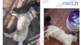 Масове отруєння домашніх тварин у Житомирі: за справу взялися правоохоронці