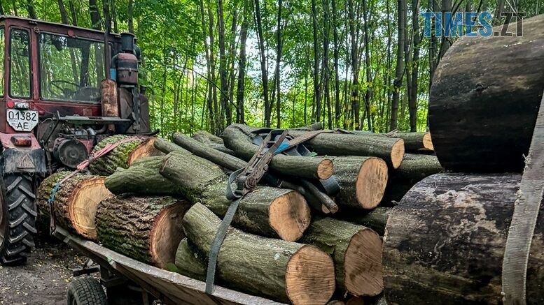 Задля припинення незаконних рубок лісівники з правоохоронцями проводять на Житомирщині систематичні рейди