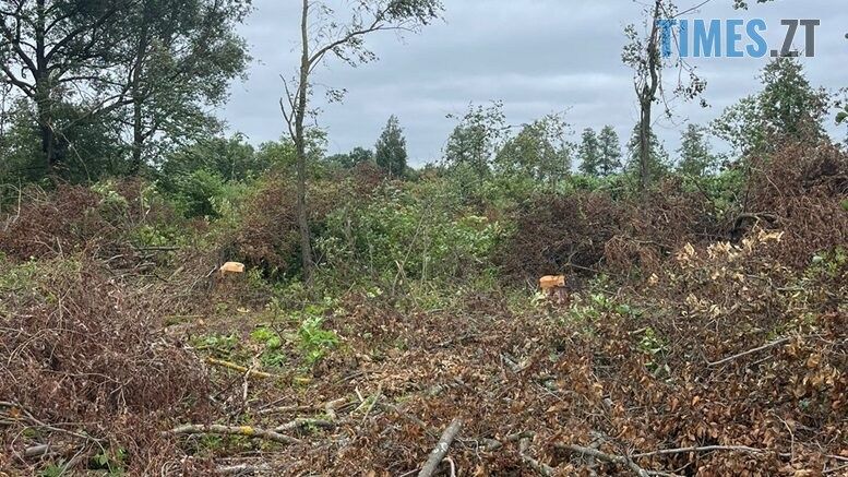 У Житомирському районі невідомі незаконно нарубали дерев на понад 650 тисяч гривень