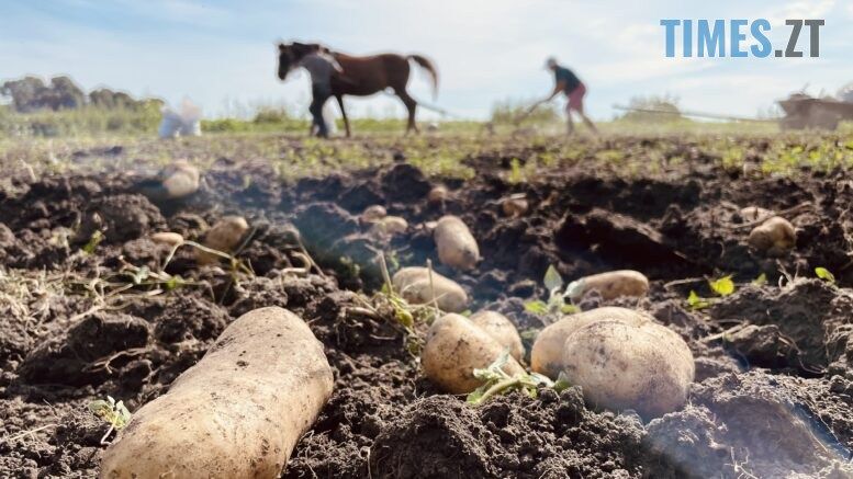 Житомирщина урожайна: їмо бараболю і не клянемо долю