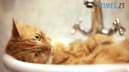 Через аварію на водогоні у Житомирі завтра мешканці ряду будинків будуть без води