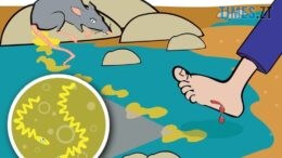 На Житомирщині зафіксували випадок захворювання на лептоспіроз