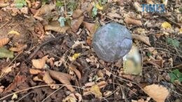Граната та касетний боєприпас: небезпечні знахідки виявили у Житомирі перехожі
