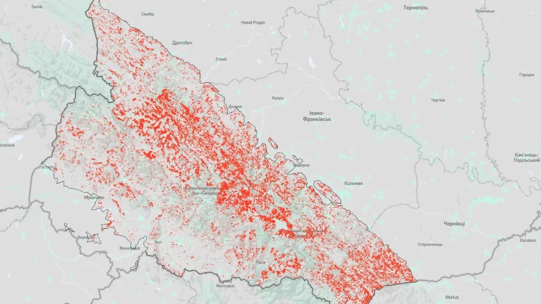 В українських Карпатах за 20 років вирубали майже 10% усього лісу