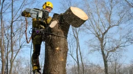 У Житомирі вирішили зрізати ще близько пів сотні дерев