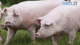 На Житомирщині зафіксовано черговий спалах африканської чуми свиней