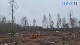На Звягельщині екологи виявили незаконну порубку дерев на площі 35 га