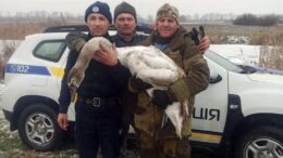 На Звягельщині правоохоронець з небайдужими громадянами врятували лебедя