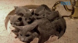Де сьогодні у Житомирі не буде води
