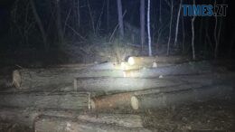 На Малинщині екологи виявили незаконну порубку дерев на території місцевого лісгоспу
