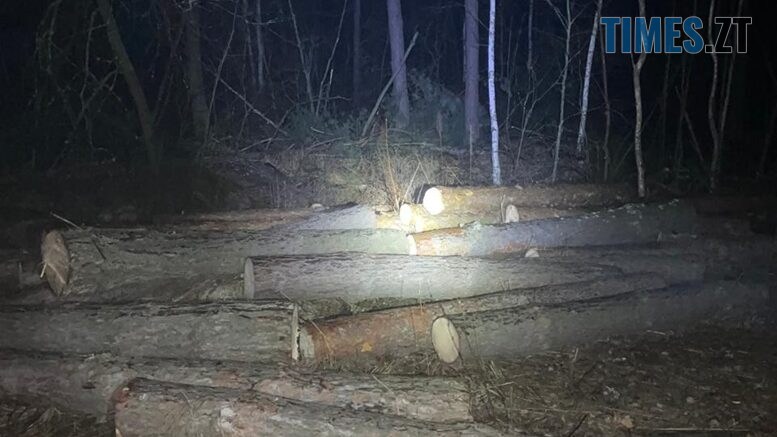 На Малинщині екологи виявили незаконну порубку дерев на території місцевого лісгоспу