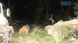 На Бердичівщині правоохоронці закінчили розслідування діяльності "чорних лісорубів", які завдали майже 700 тисяч гривень шкоди довкіллю