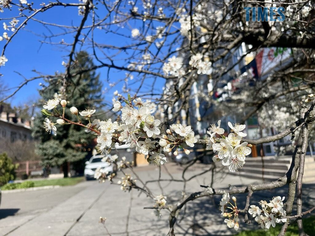 Житомир: весна – у розквіті (ФОТОРЕПОРТАЖ)