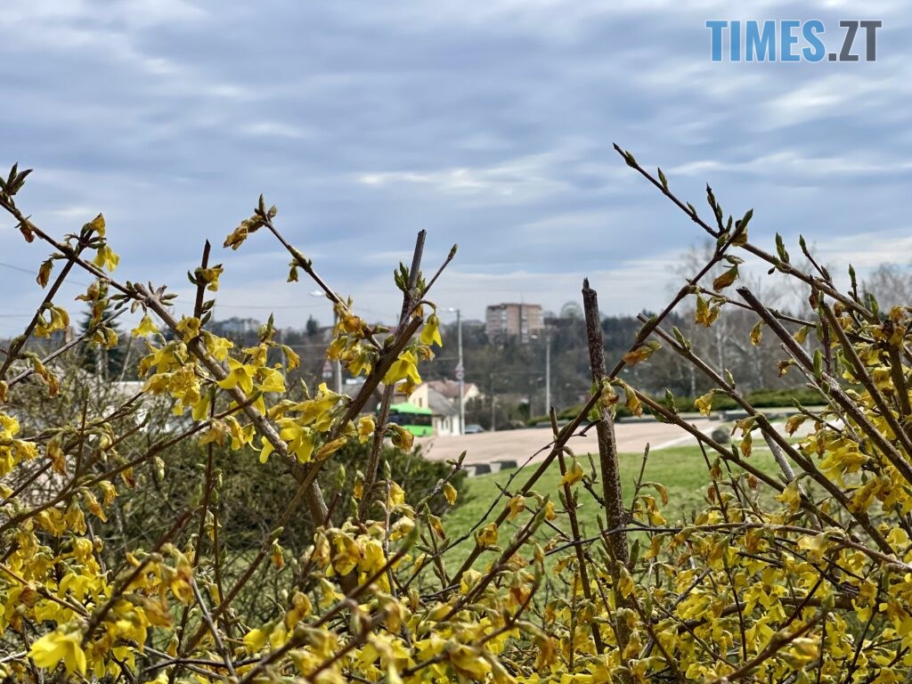 Житомир: весна – у розквіті (ФОТОРЕПОРТАЖ)