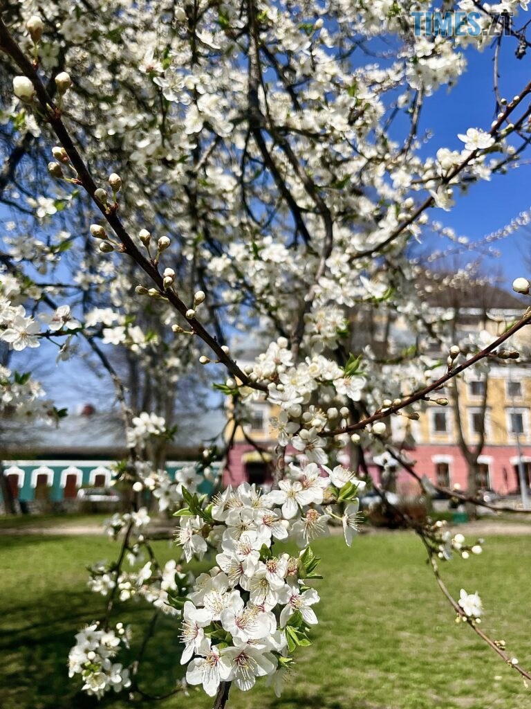 Житомир: весна – у розквіті (ФОТОРЕПОРТАЖ)