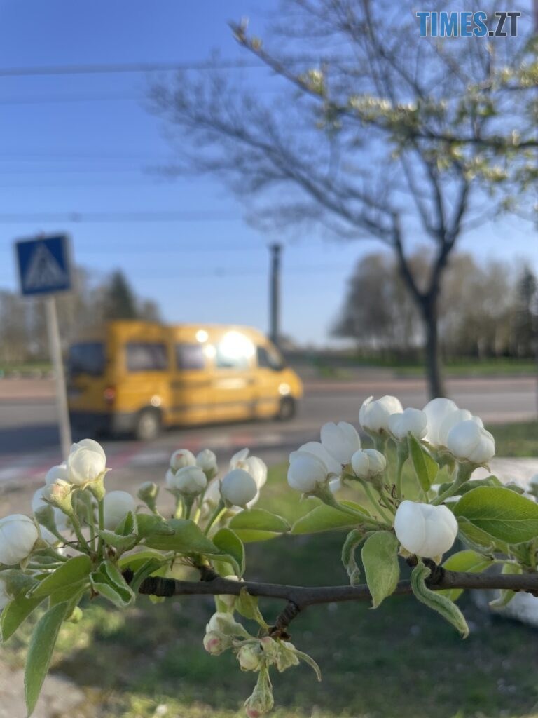 Житомир: весна – у розквіті (ФОТОРЕПОРТАЖ)